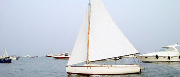 sea bird